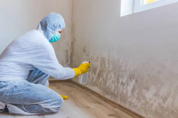 Licensed Black Mold Remediation service in Rockford, MI - 24 Hour Mold Removal
