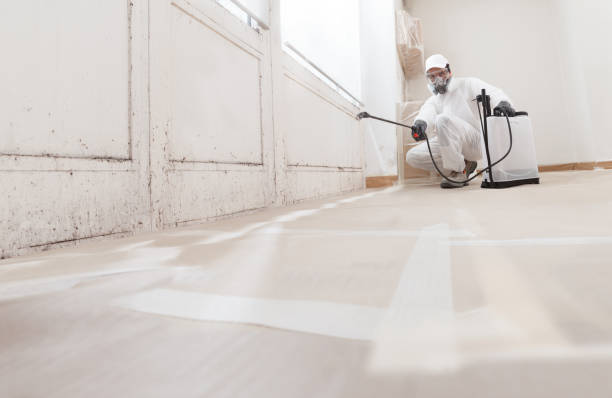 24/7 Emergency Black Mold Remediation experts in Rockford, MI