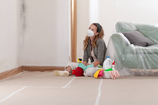 Reliable Black Mold Remediation contractor in Rockford, MI by 24 Hour Mold Removal