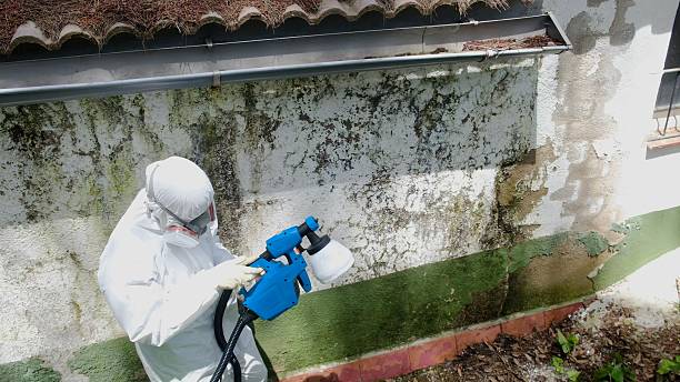 Top rated local Black Mold Remediation specialists in Rockford, MI